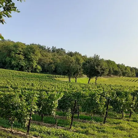 Vicolo Del Nido